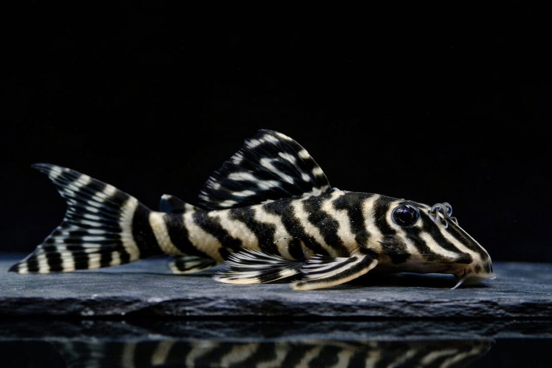Kolumbianischer Zebrawels
