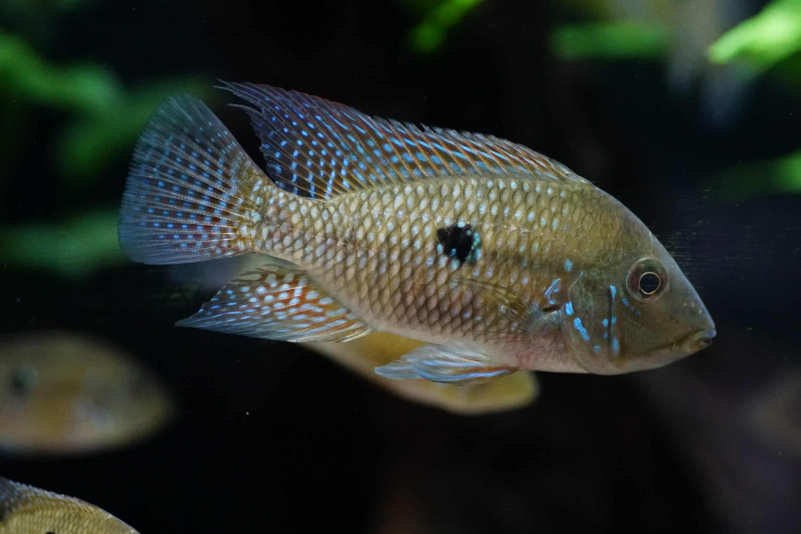 Geophagus Brasiliensis - Brasil-Perlmutt-Buntbarsch - Fishtopia