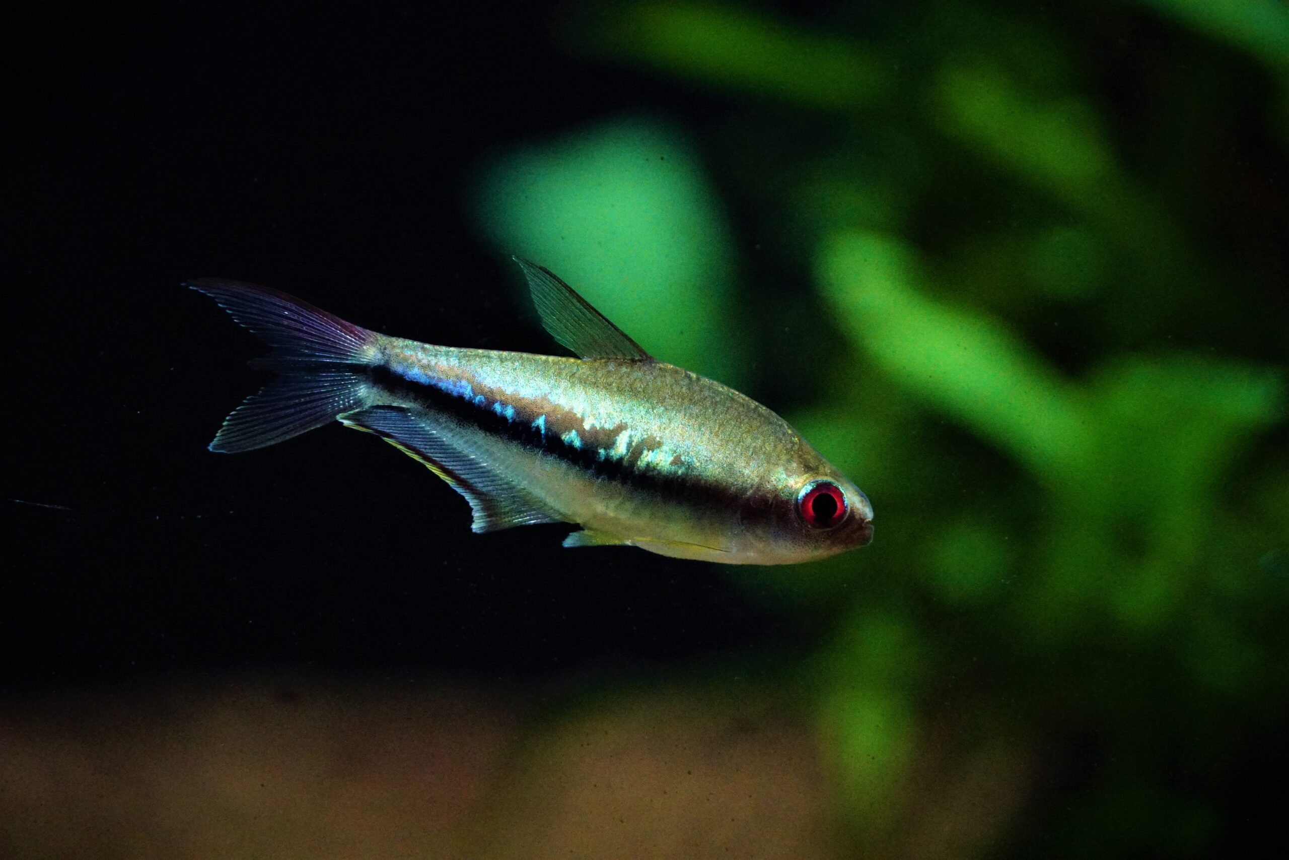 Nematobrycon Lacortei - Regenbogentetra - Fishtopia