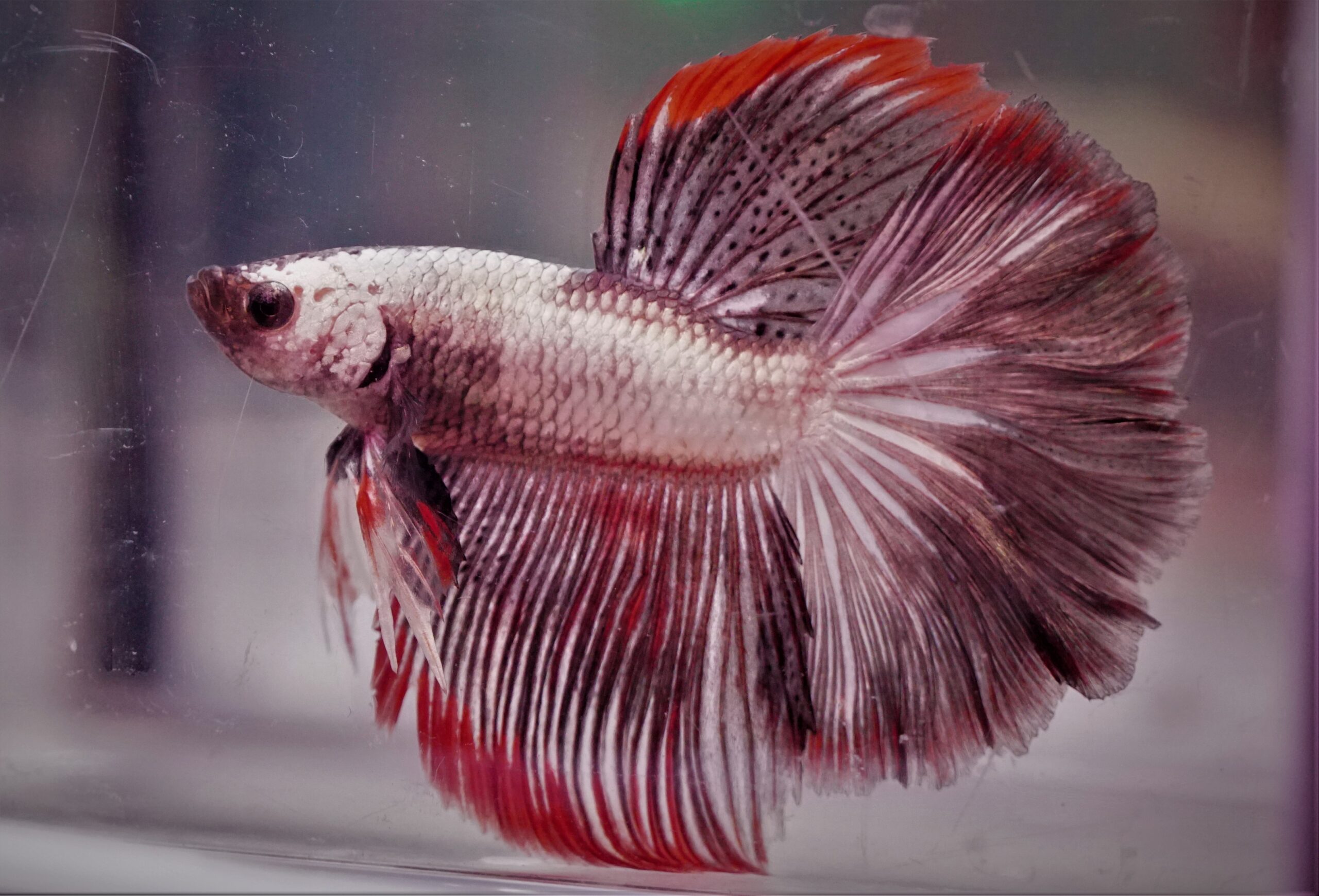 Betta Splendens Kaufen