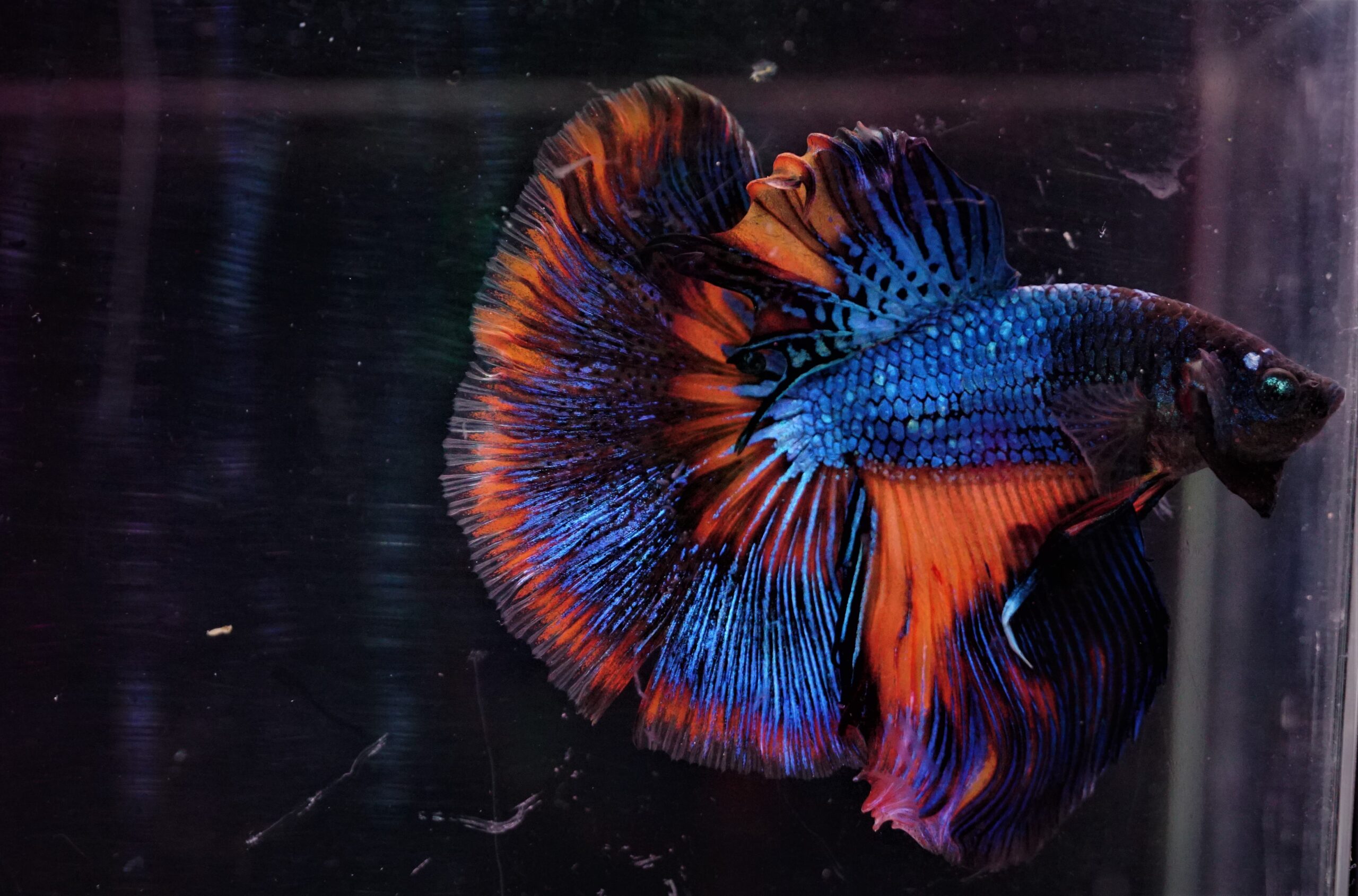 Betta Splendens Kaufen