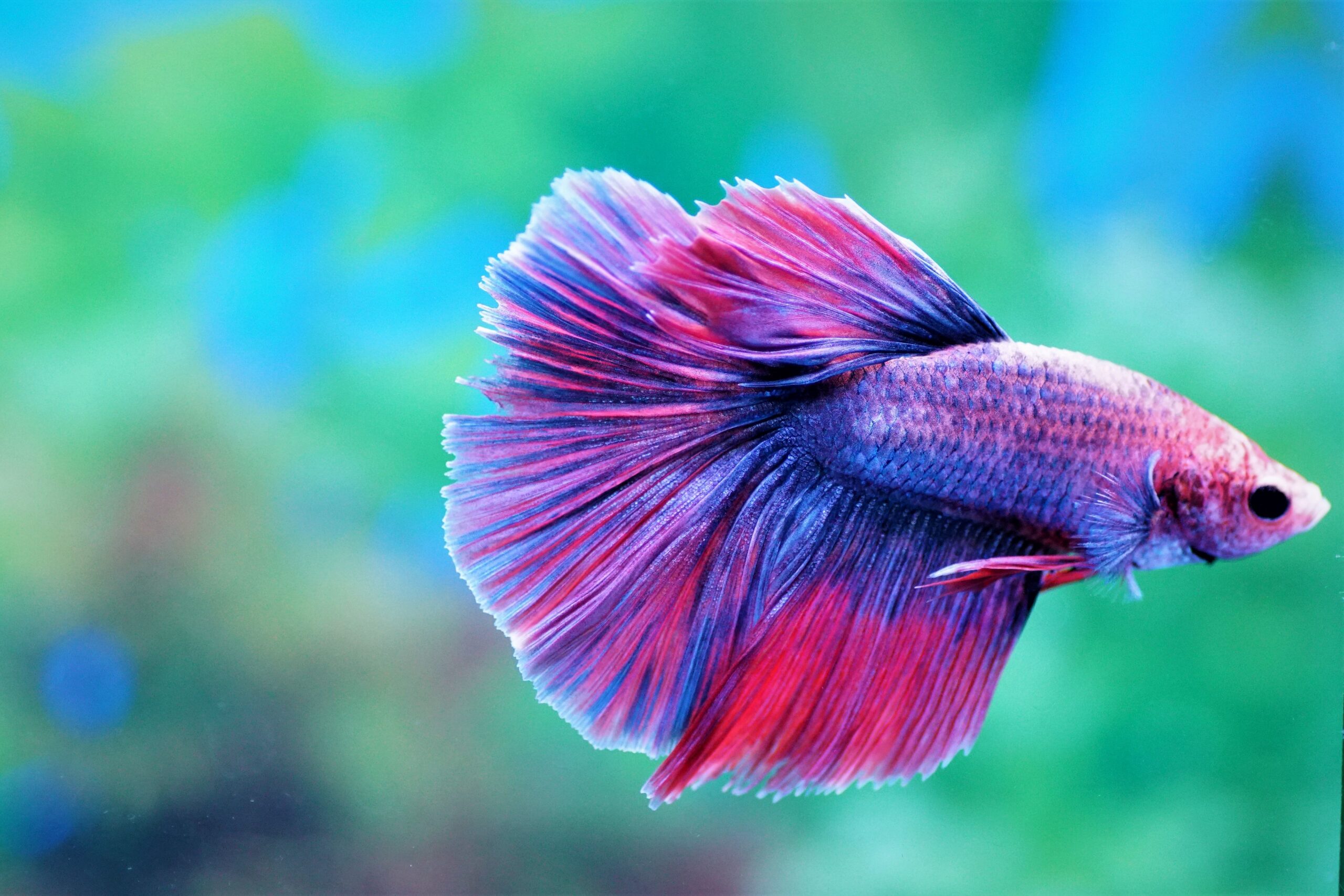 betta-splendens-halfmoon-6-kampffisch-fishtopia