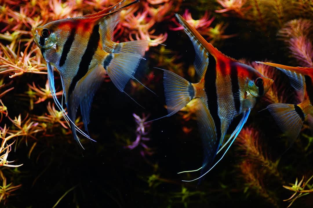 Skalare im Aquarium – Zierfische online kaufen bei Fishtopia