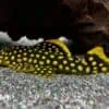 L18 Gold Nugget Pleco