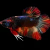 Betta splendens Plakat Koi