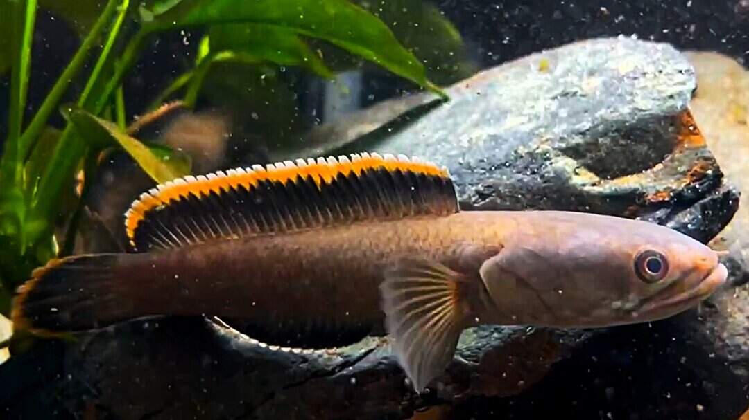 Channa sp. Laos Fireback - Schlangenkopffisch