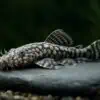 L 519 Ancistrus sp. Rio Itenez