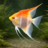 Albino Rotrücken Skalar