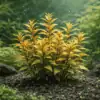 Ammannia pedicellata Golden