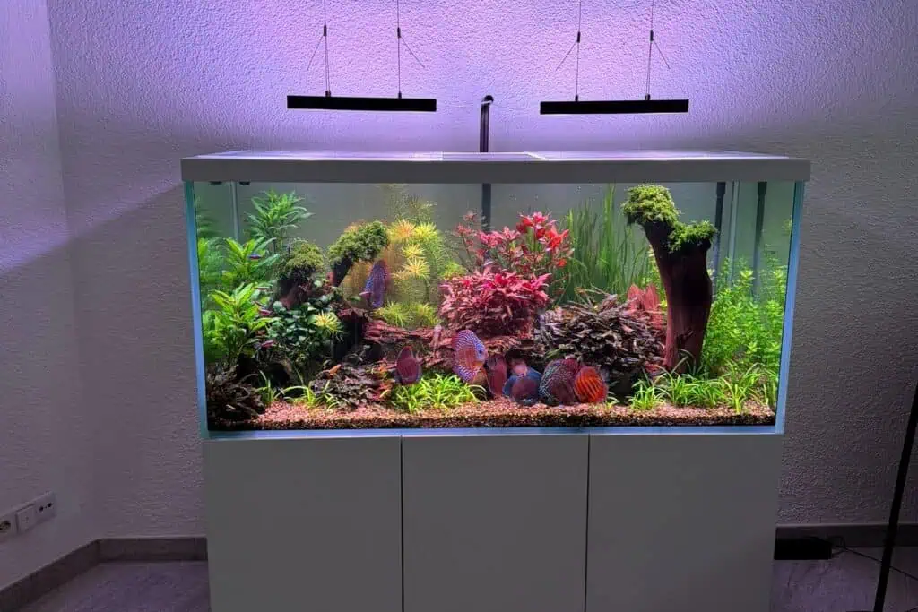 Aquarium einrichten