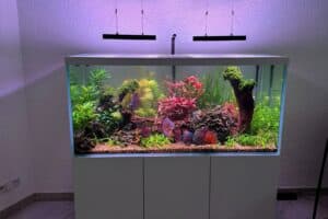 Aquarium einrichten