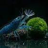 Blaue Monsterfächergarnele
