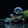 Blaue Posthornschnecke