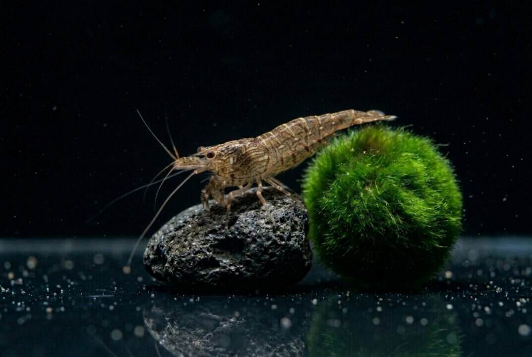 Sulawesi Algengarnele