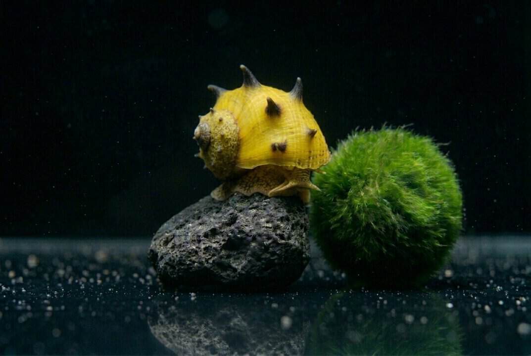 Yellow Fancy Geweihschnecke