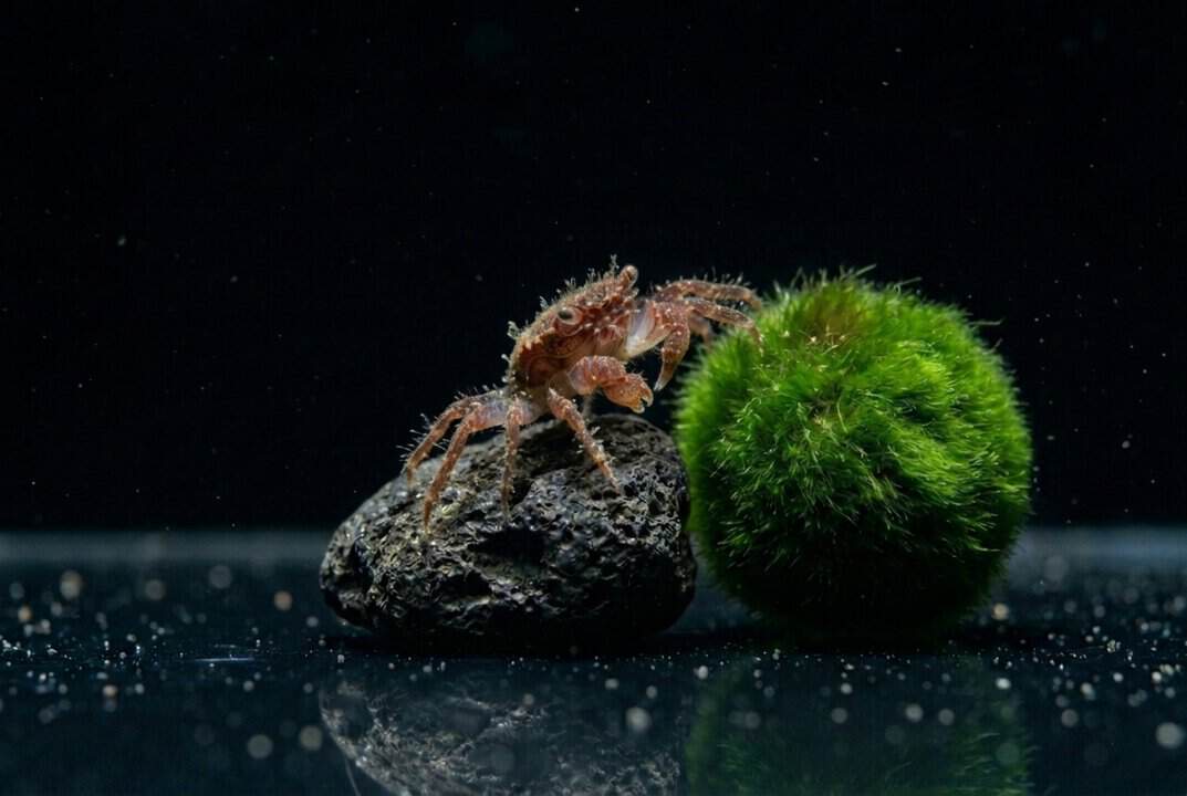 Microkrabbe