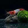 Red Rili Garnele