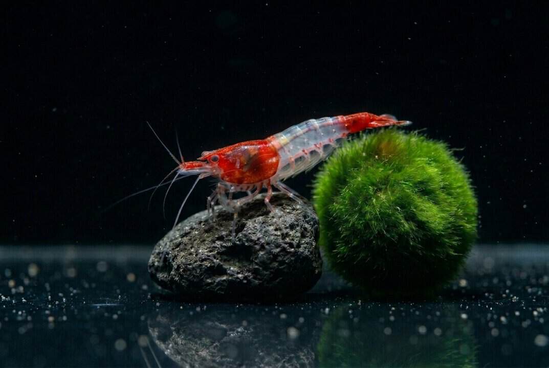 Red Rili Garnele