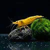 Yellow Fire Garnele
