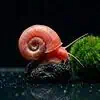 Rote Posthornschnecke
