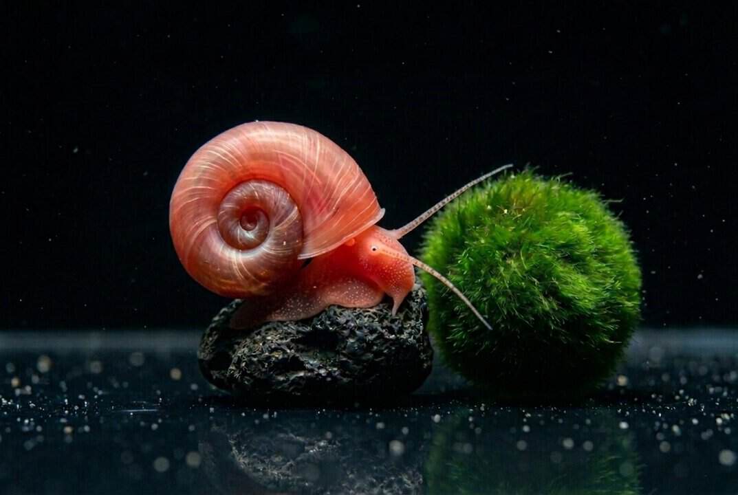 Rote Posthornschnecke