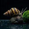 Pinselalgenschnecke