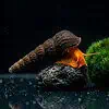 Tylomelania sp. Orange