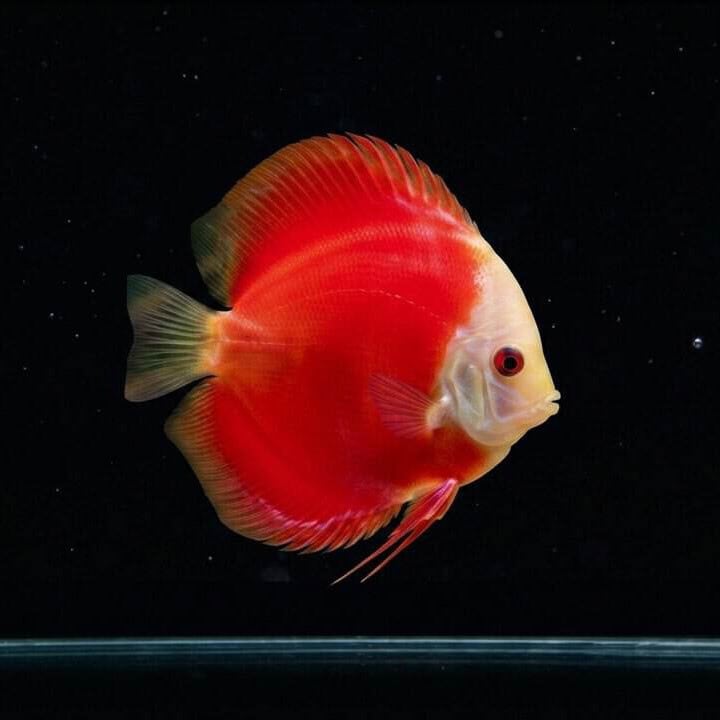 Diskus red melon